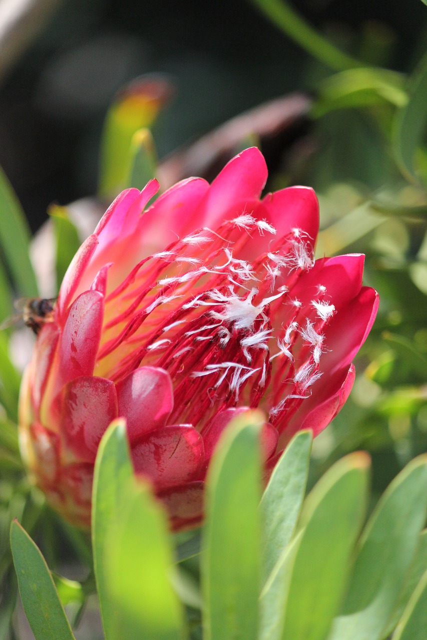 protea africa flower free photo