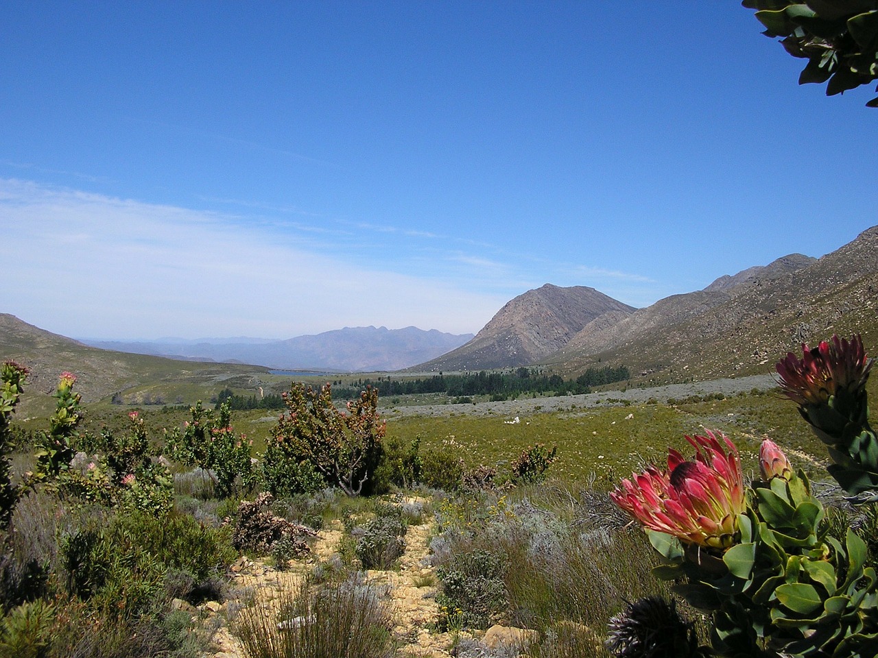 protea fynbos mountain free photo