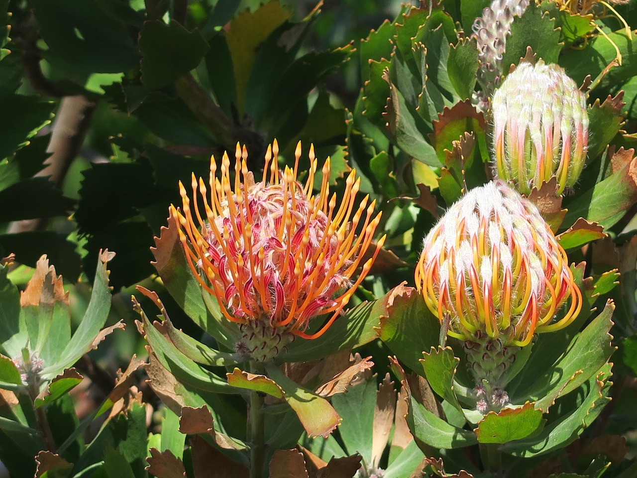 protea flower south africa free photo