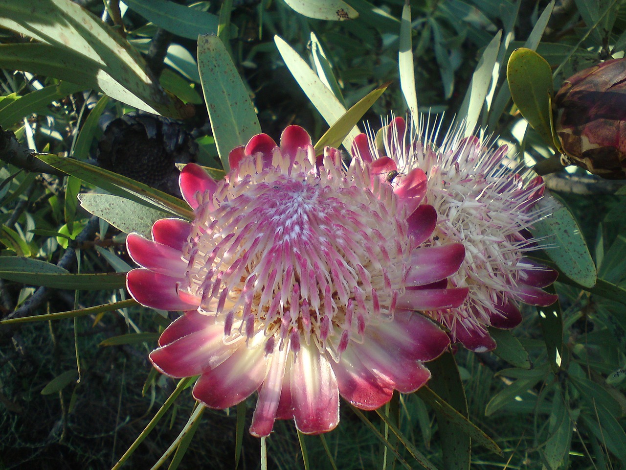 protea south africa pink free photo