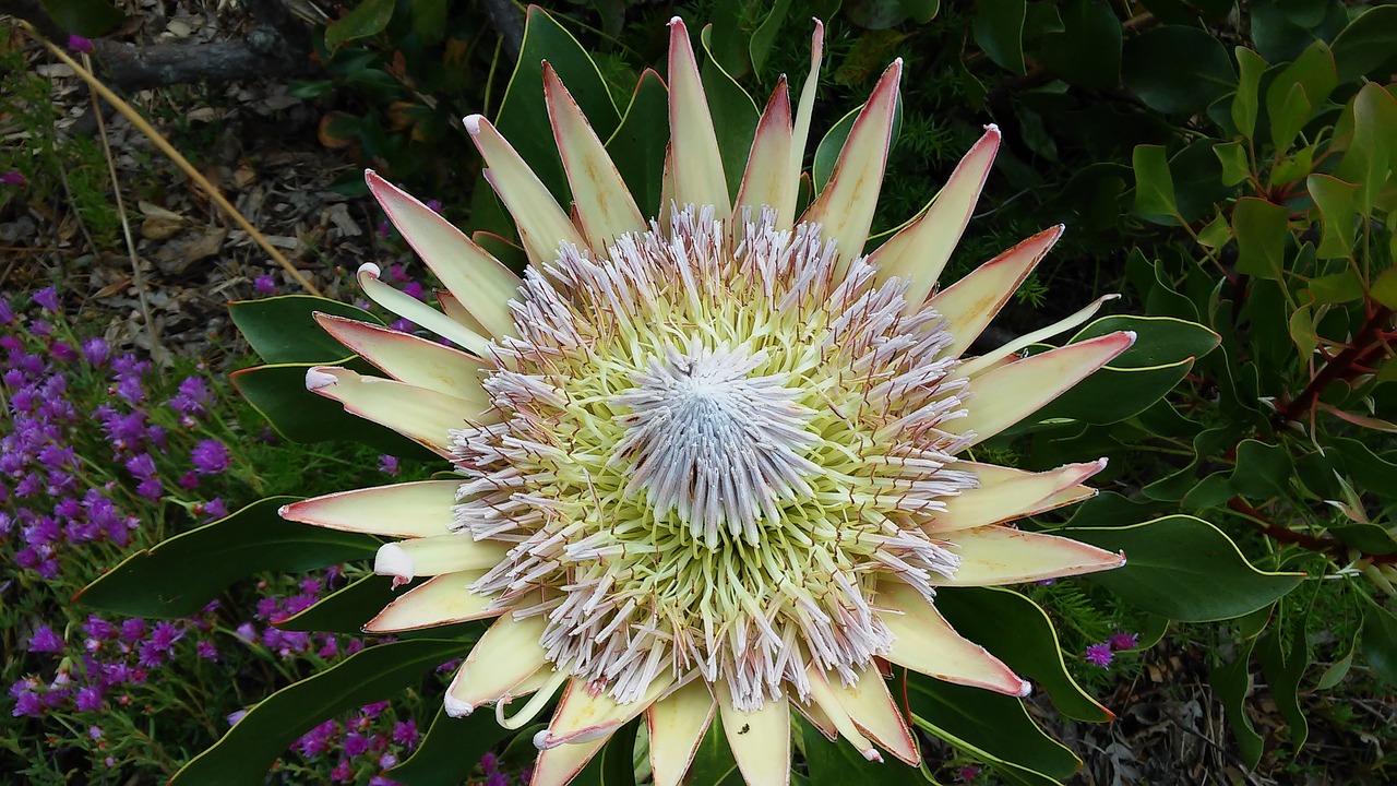 protea south africa flower free photo