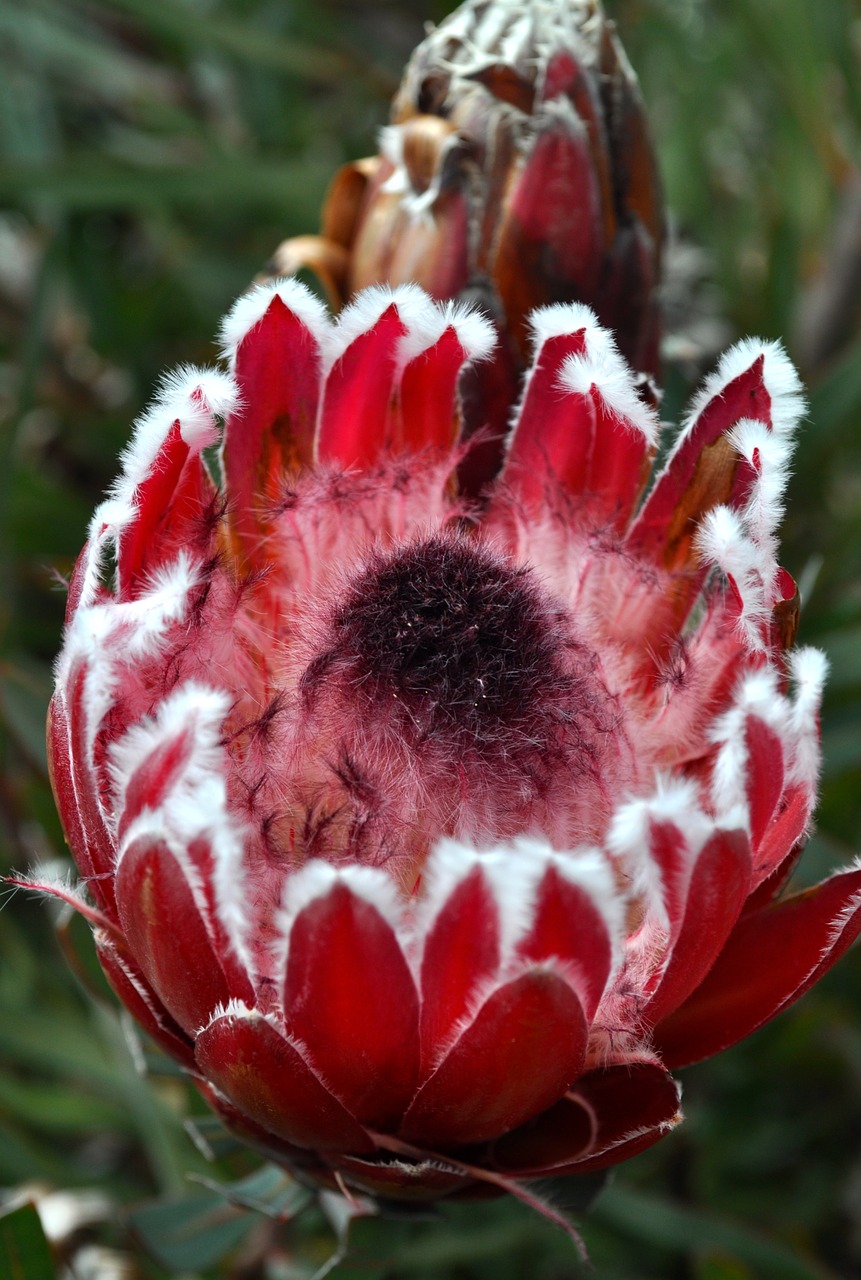 protea pink open free photo