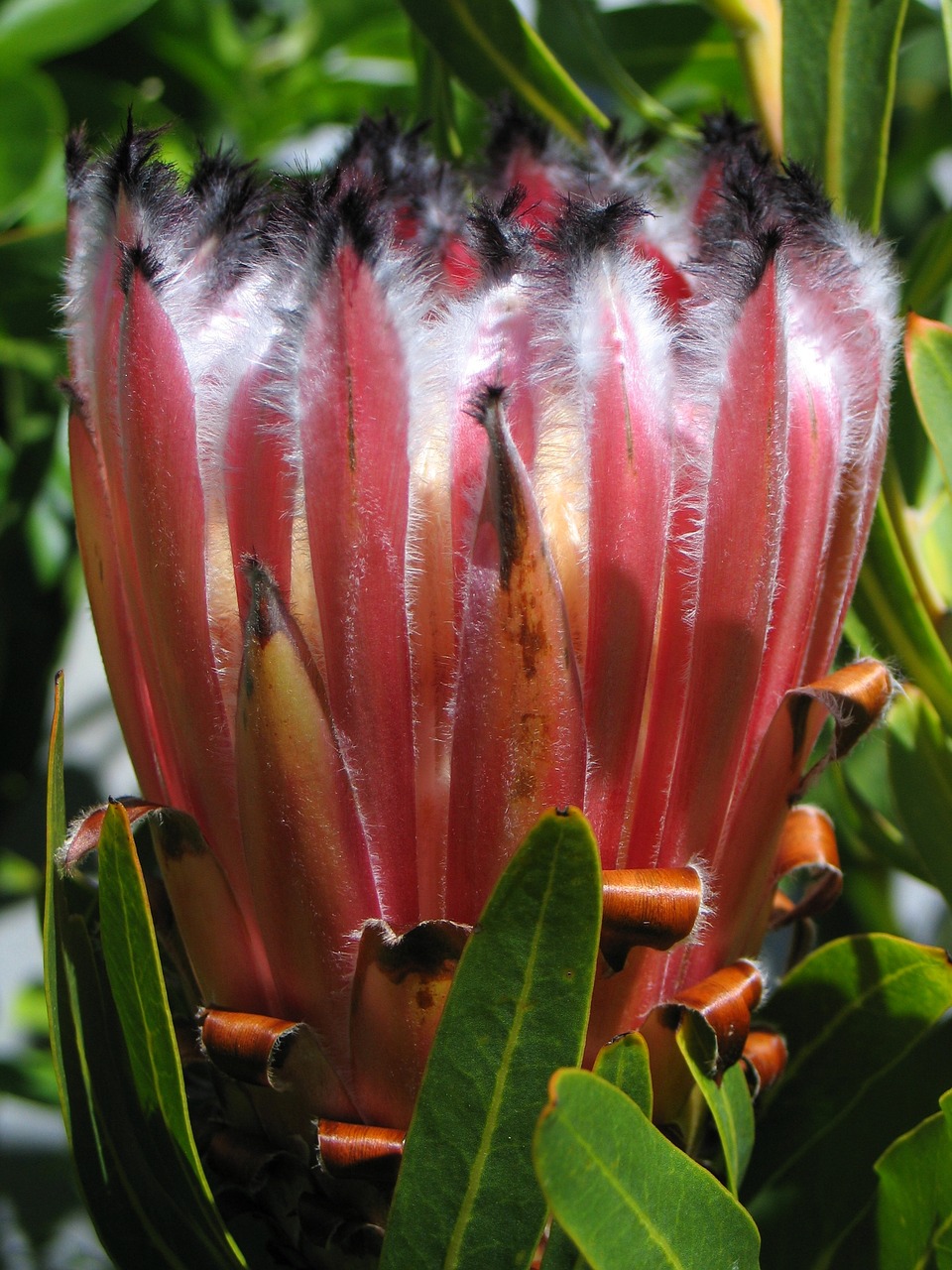 protea pink furry free photo