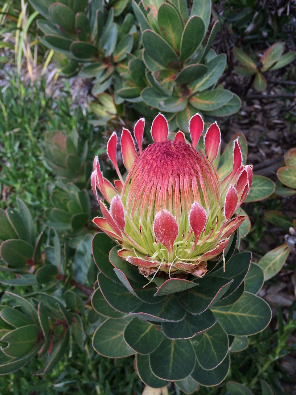 protea flower garden free photo