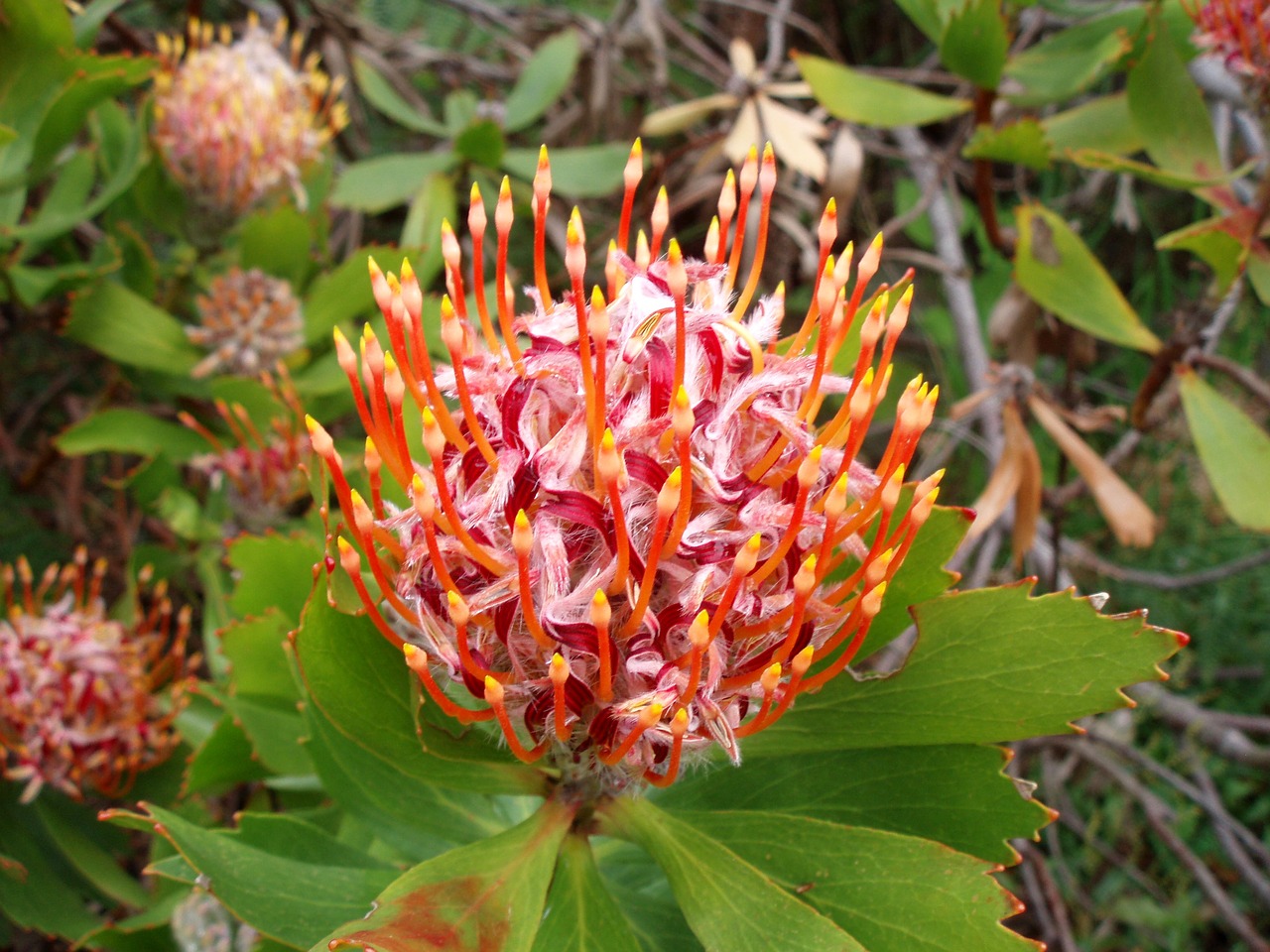 protea suikerbos bloem free photo