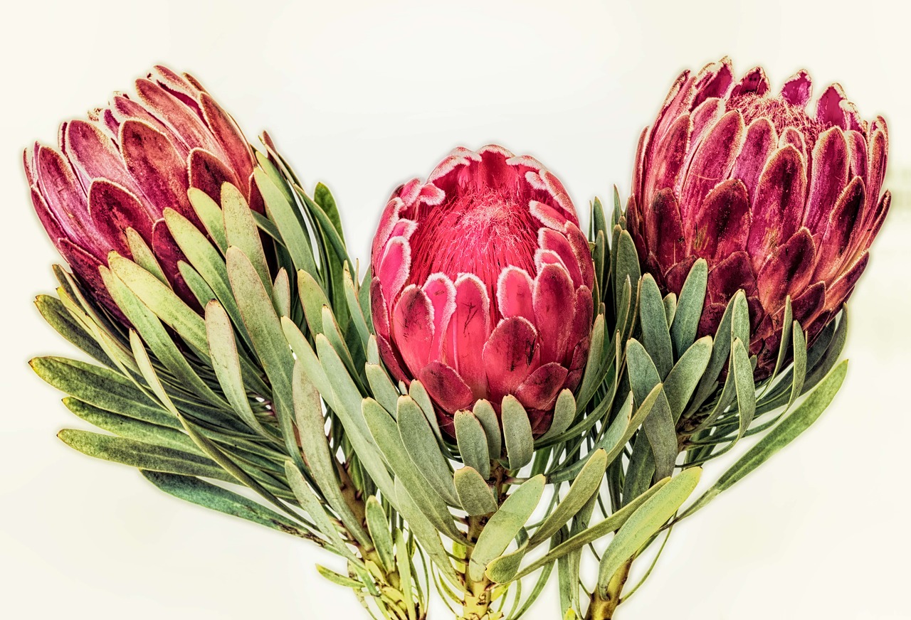 protea south africa red free photo