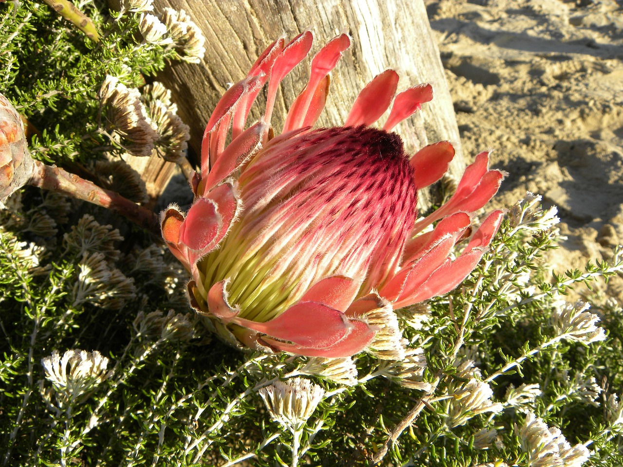 protea flower king protea free photo