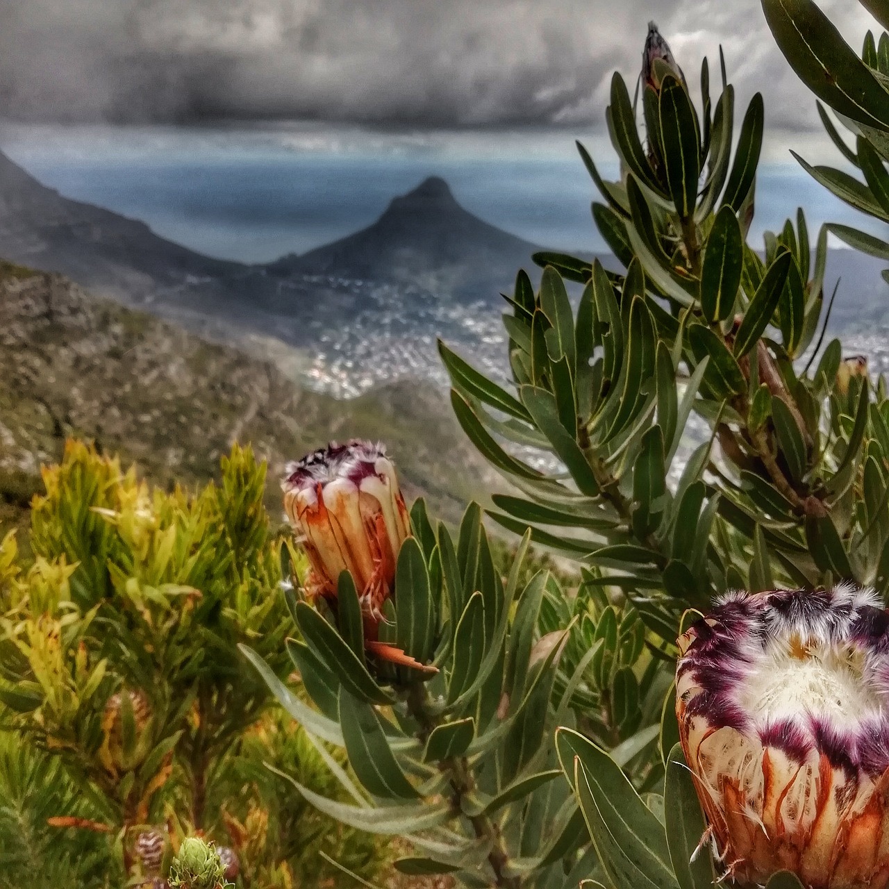 protea  lions  head free photo