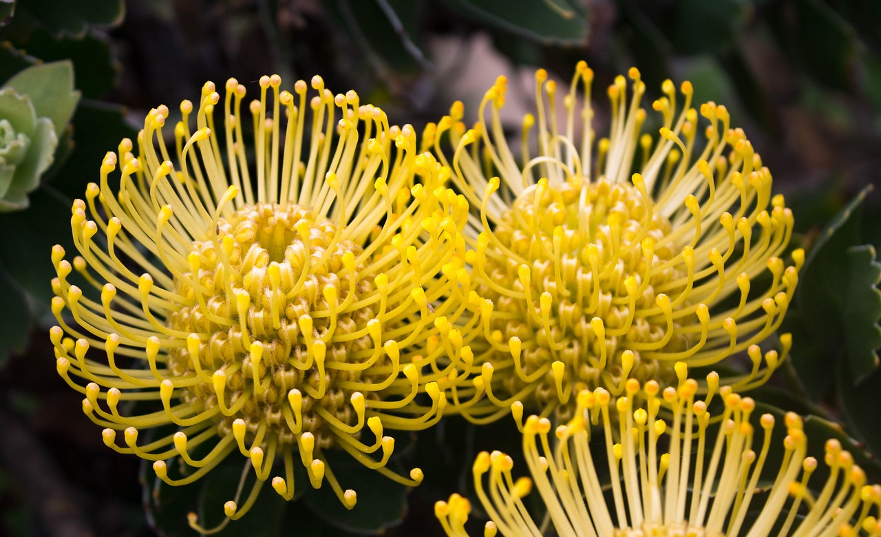 protea  flower  nature free photo