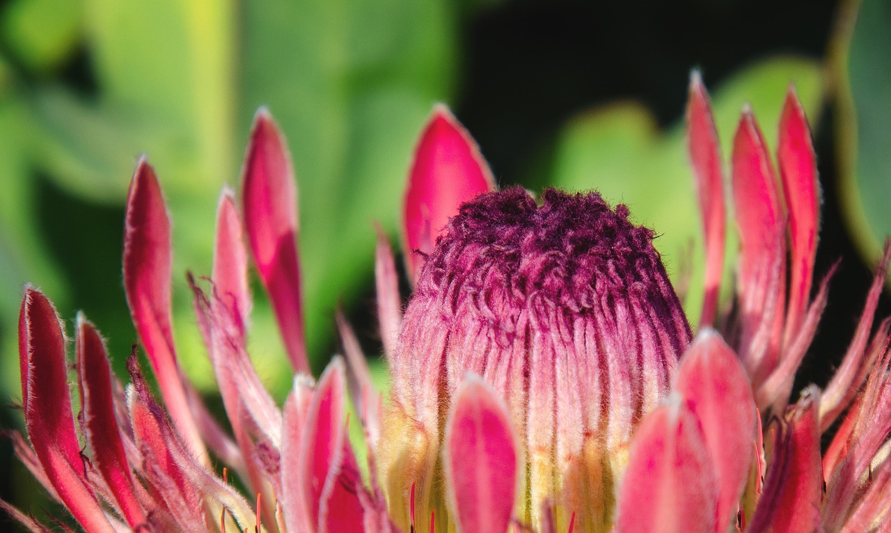 protea  pink  flower free photo