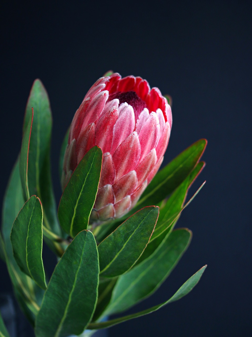 protea  vase  plant free photo