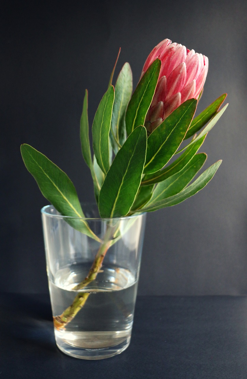 protea  vase  plant free photo