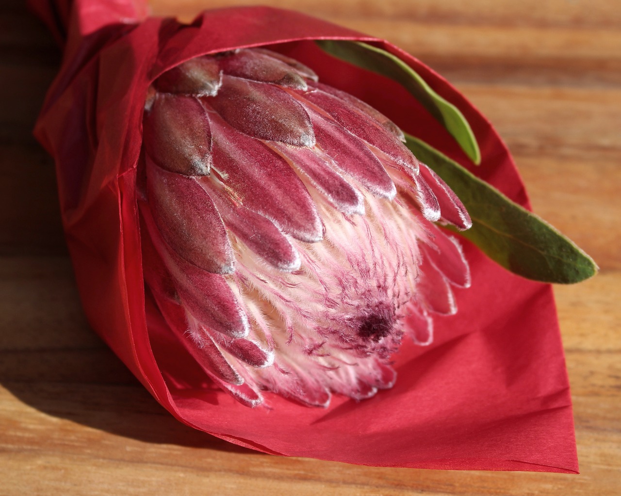 protea  red  cut flower free photo