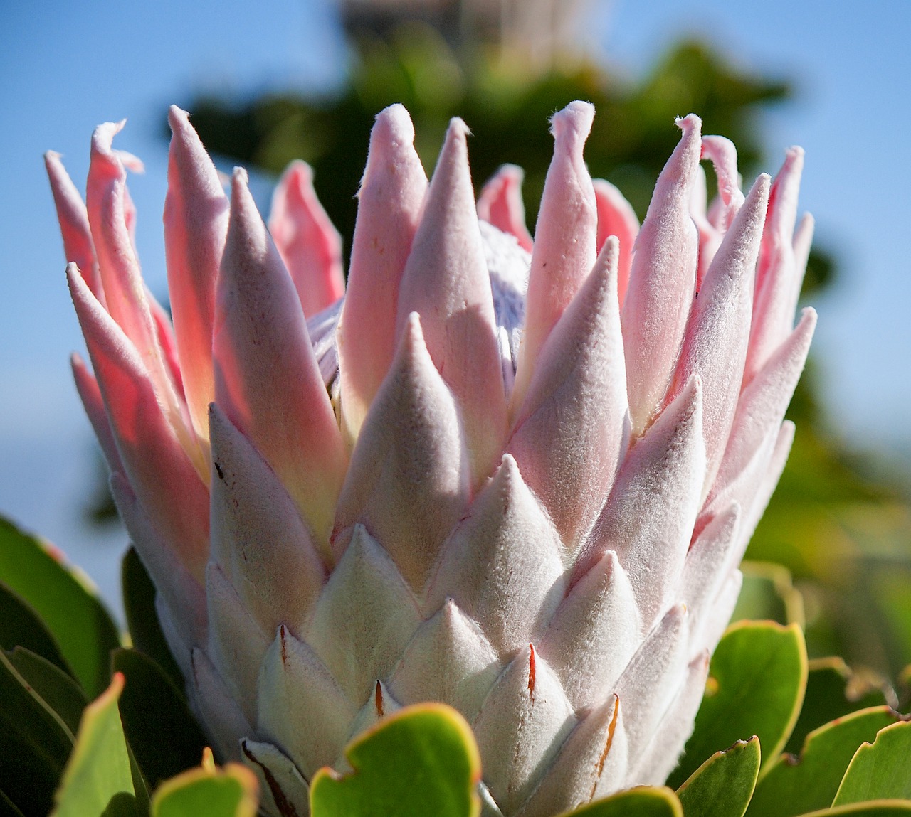 protea  flower  south africa free photo