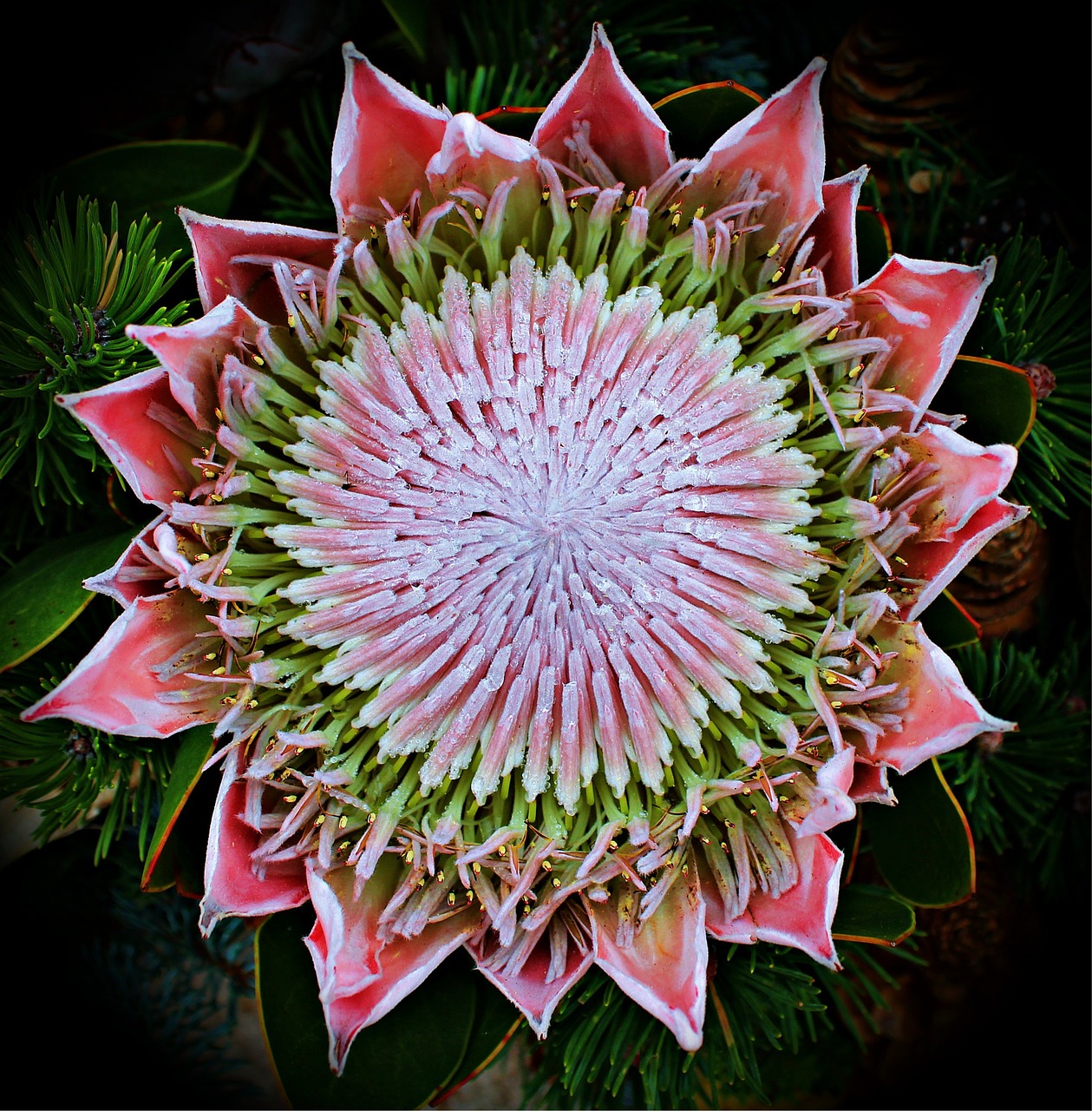 protea blossom bloom free photo