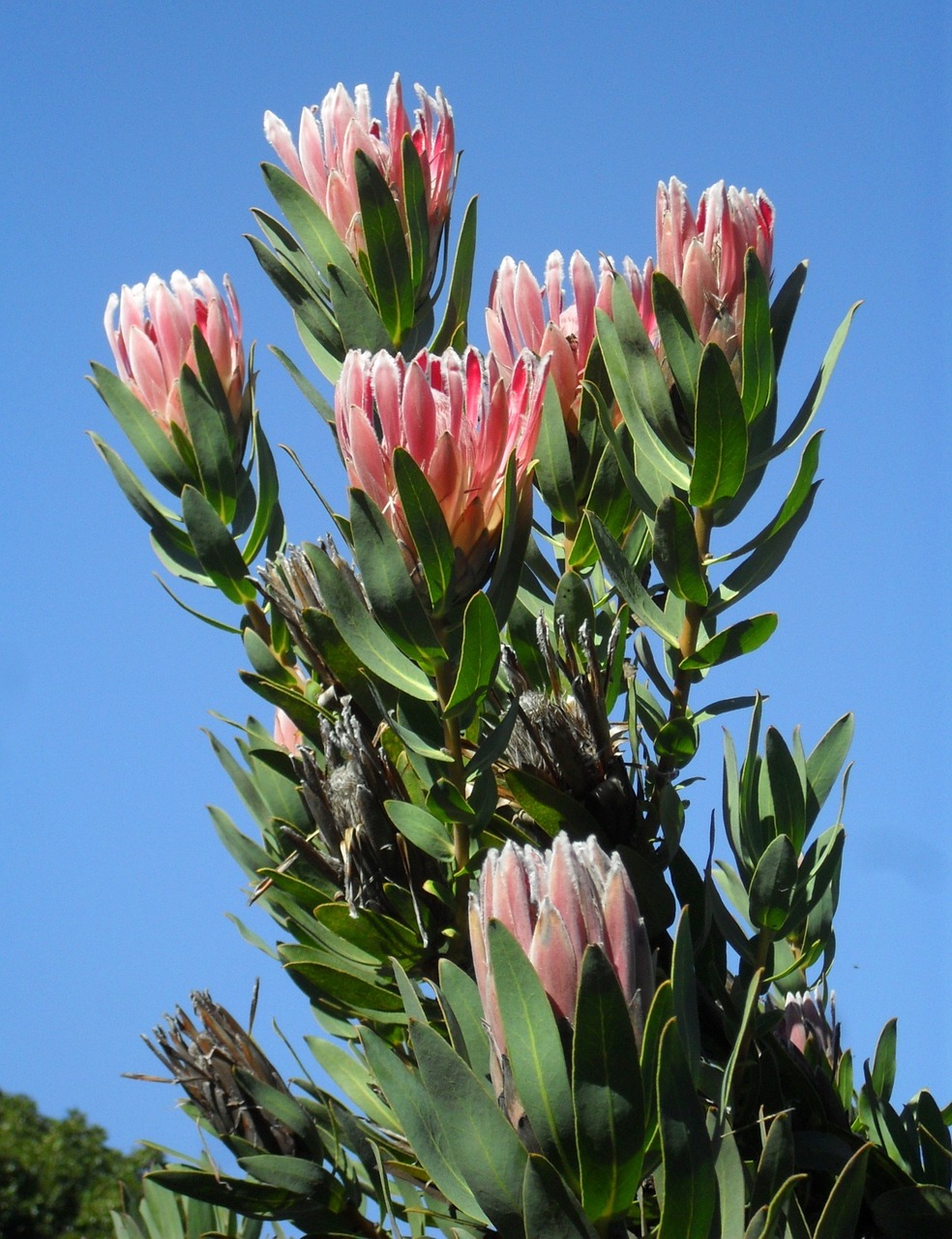 protea pink flowers free photo