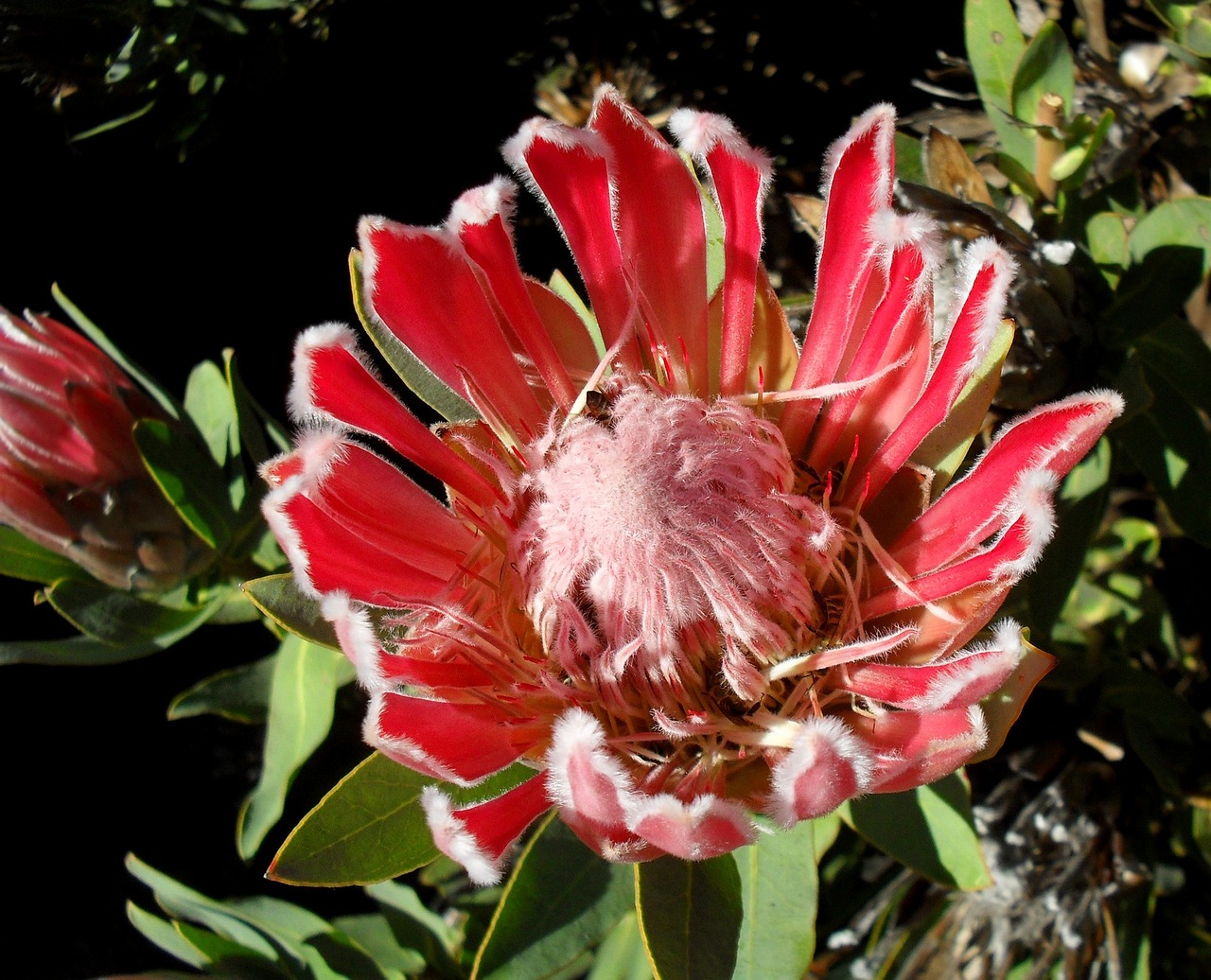 protea pink flower free photo