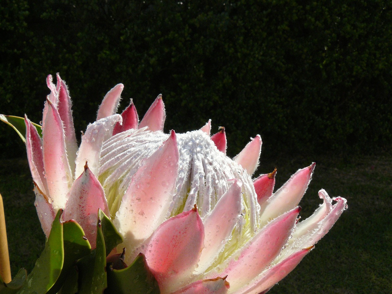 protea flowers blossom free photo