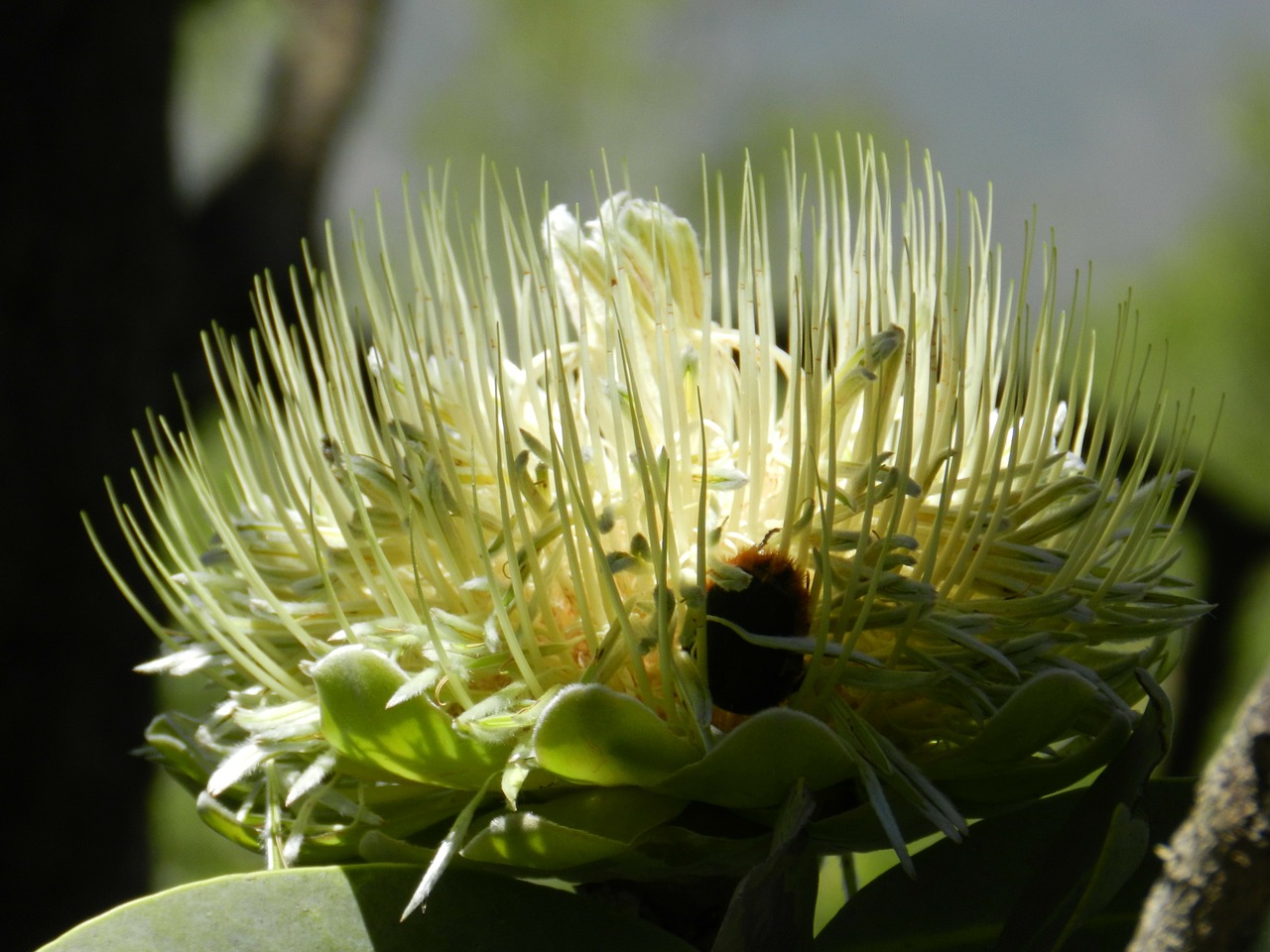 protea south africa flower free photo