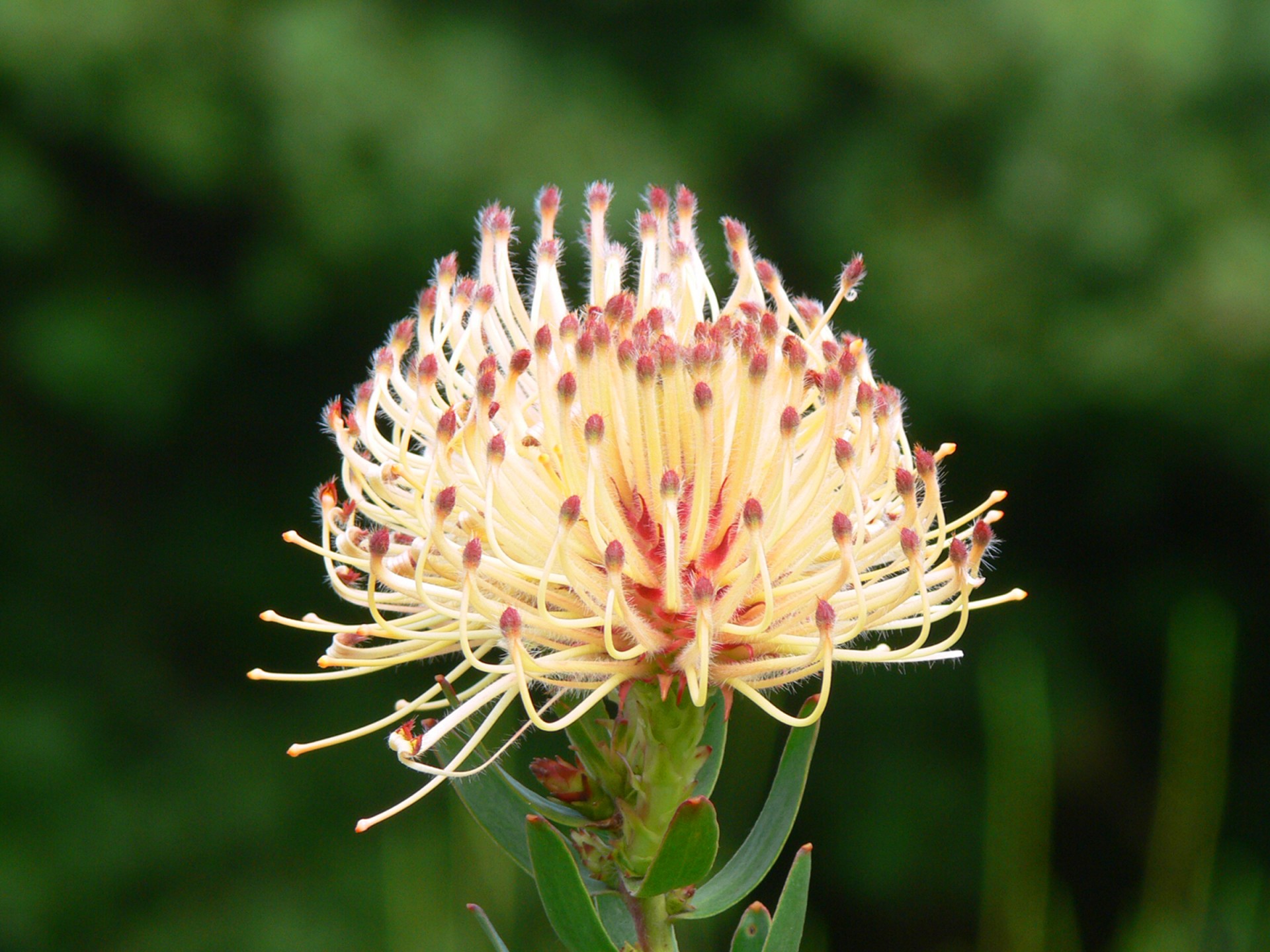 flower protea cape town free photo