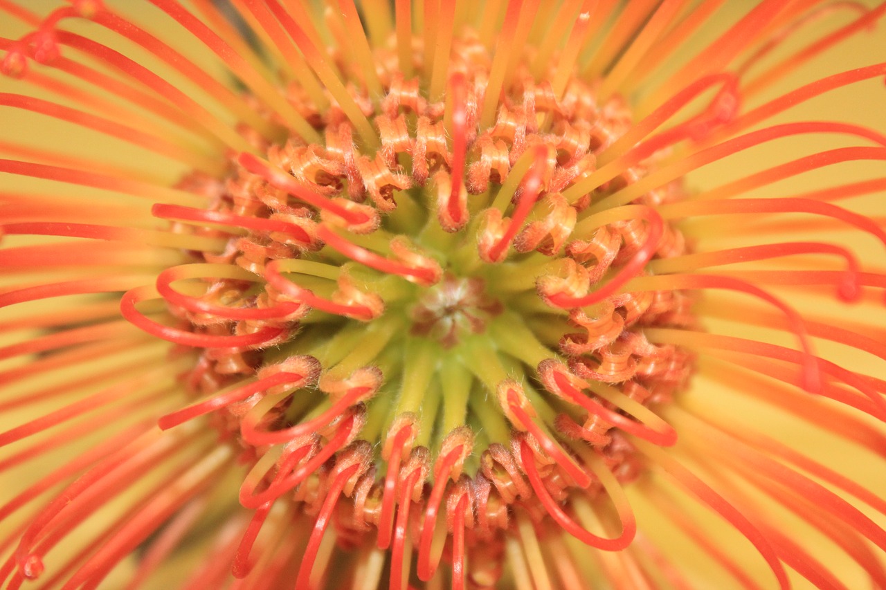 protea flower close-up orange flower free photo