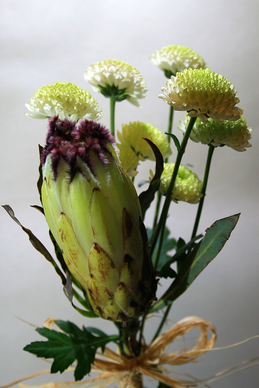 protea flower flower protea free photo