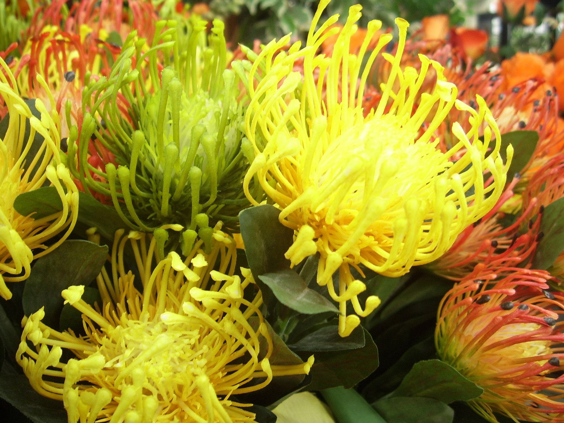 protea flower indigenous free photo