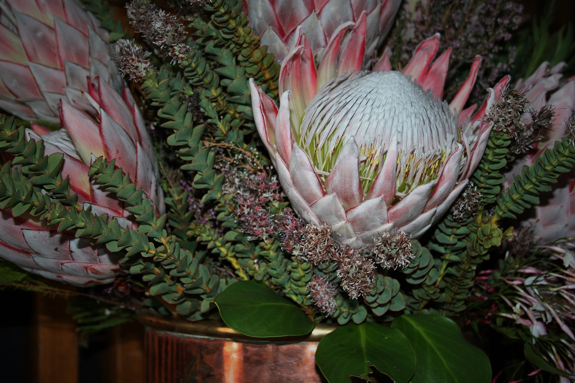 flowers pink proteas free photo