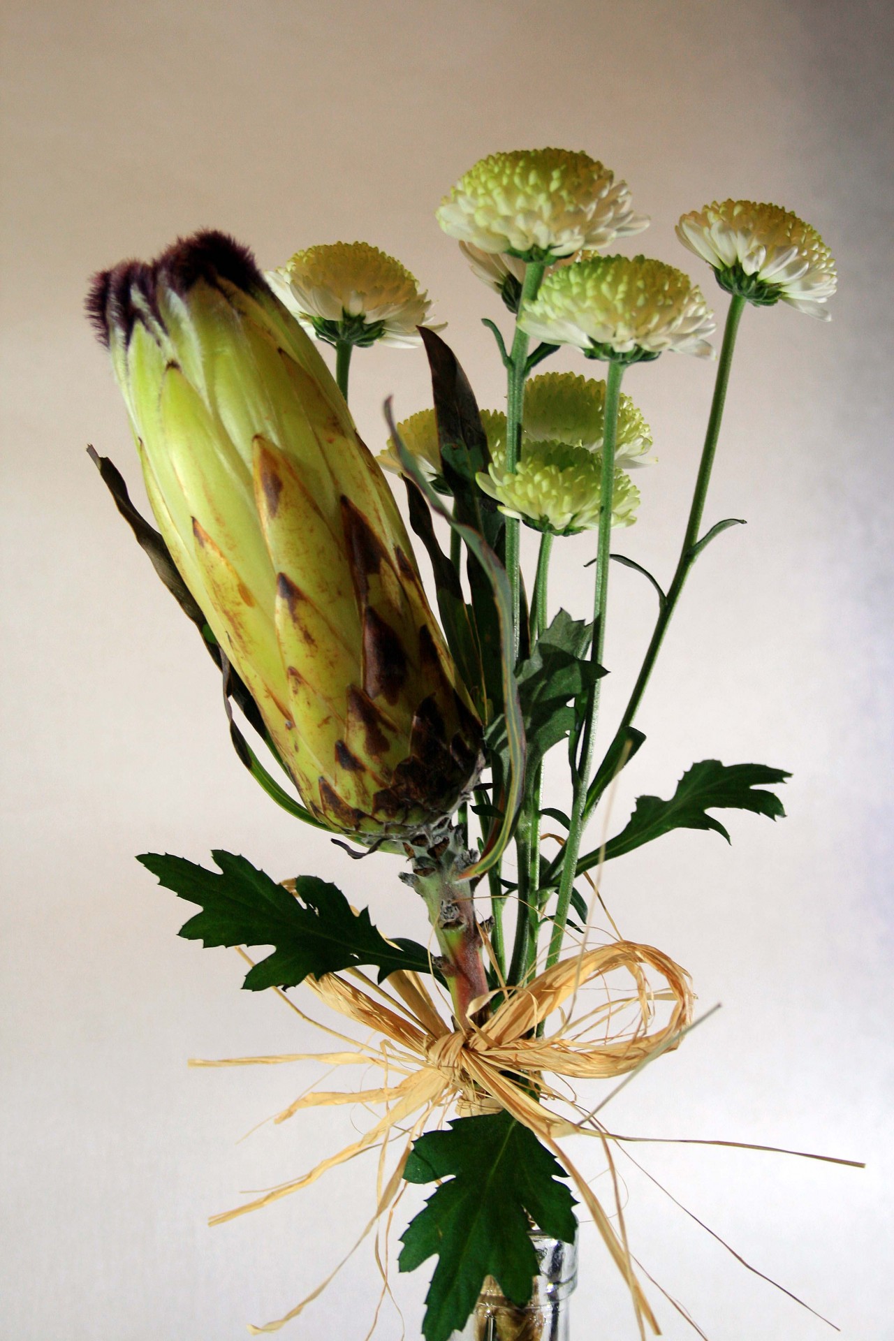 protea flowers white free photo