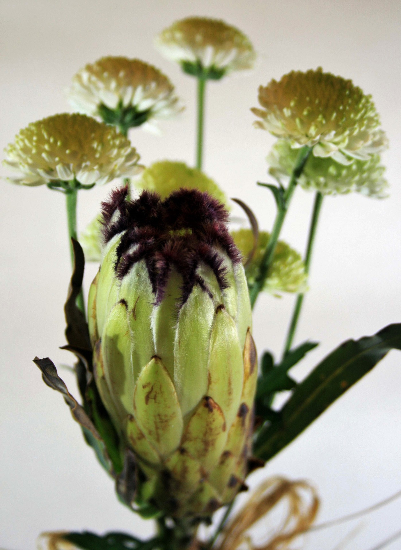 flower protea indigenous free photo