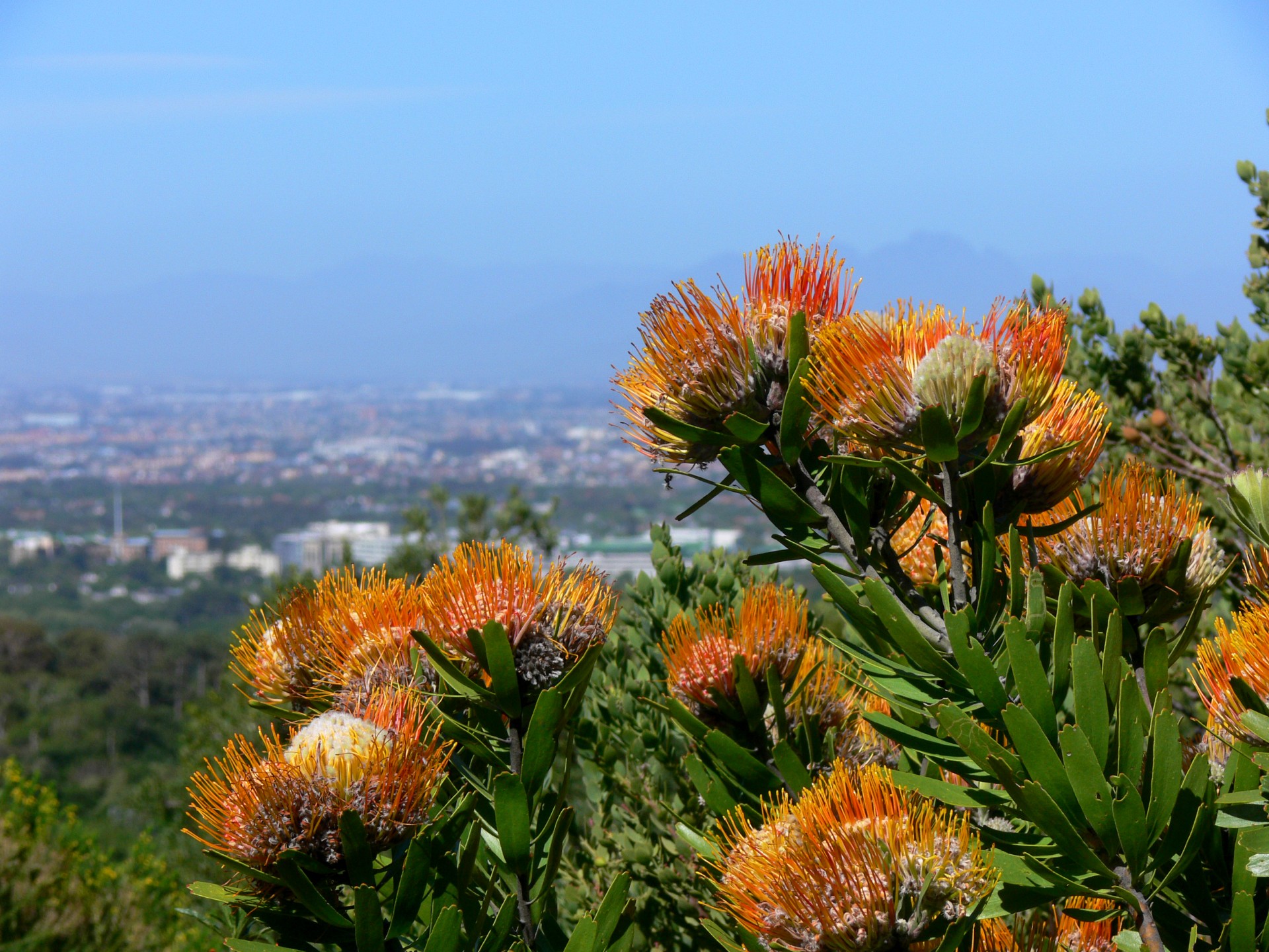 protea bush flora kirstenbosch free photo