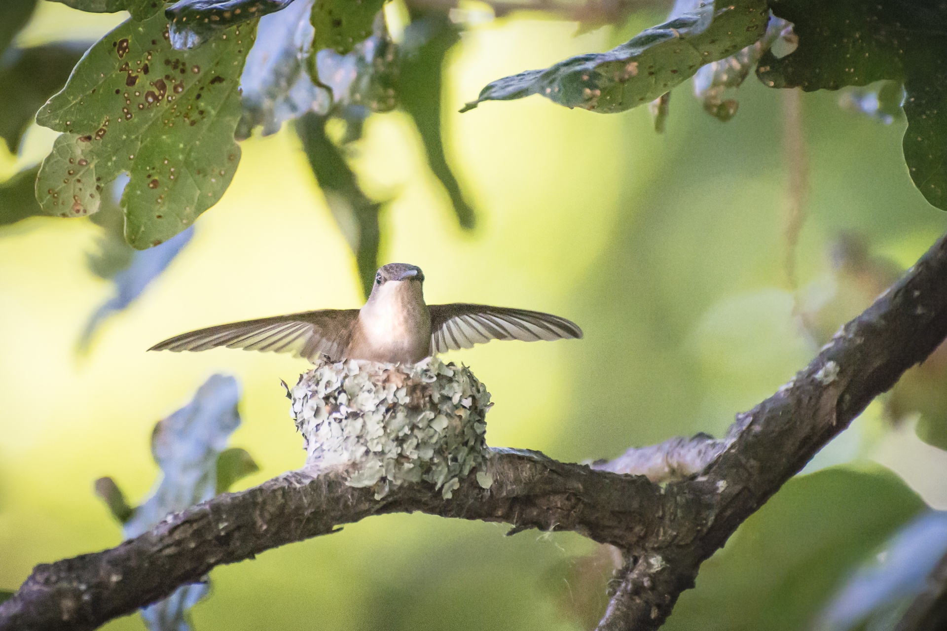 hummingbird nest mother free photo