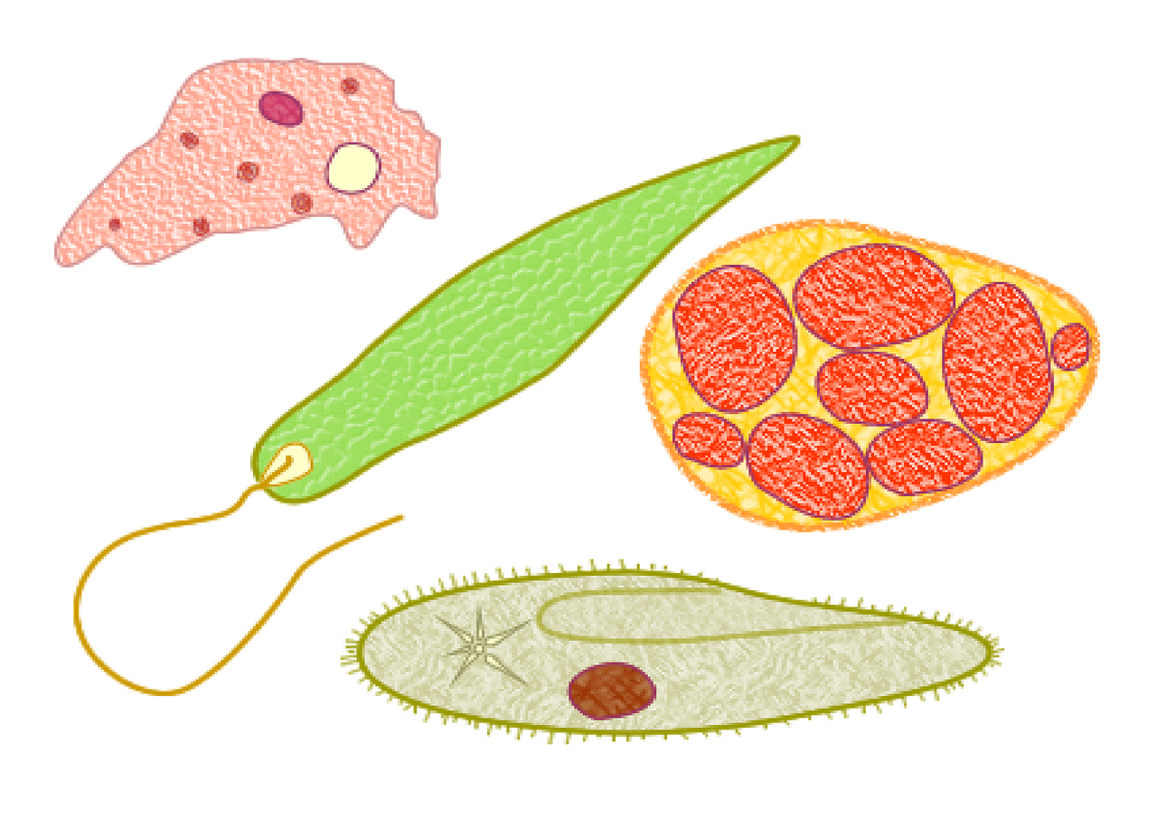 protozoans microbes biology free photo