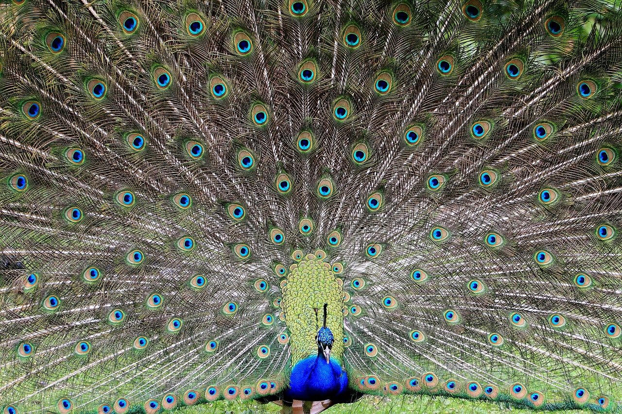 pride peacock bird free photo