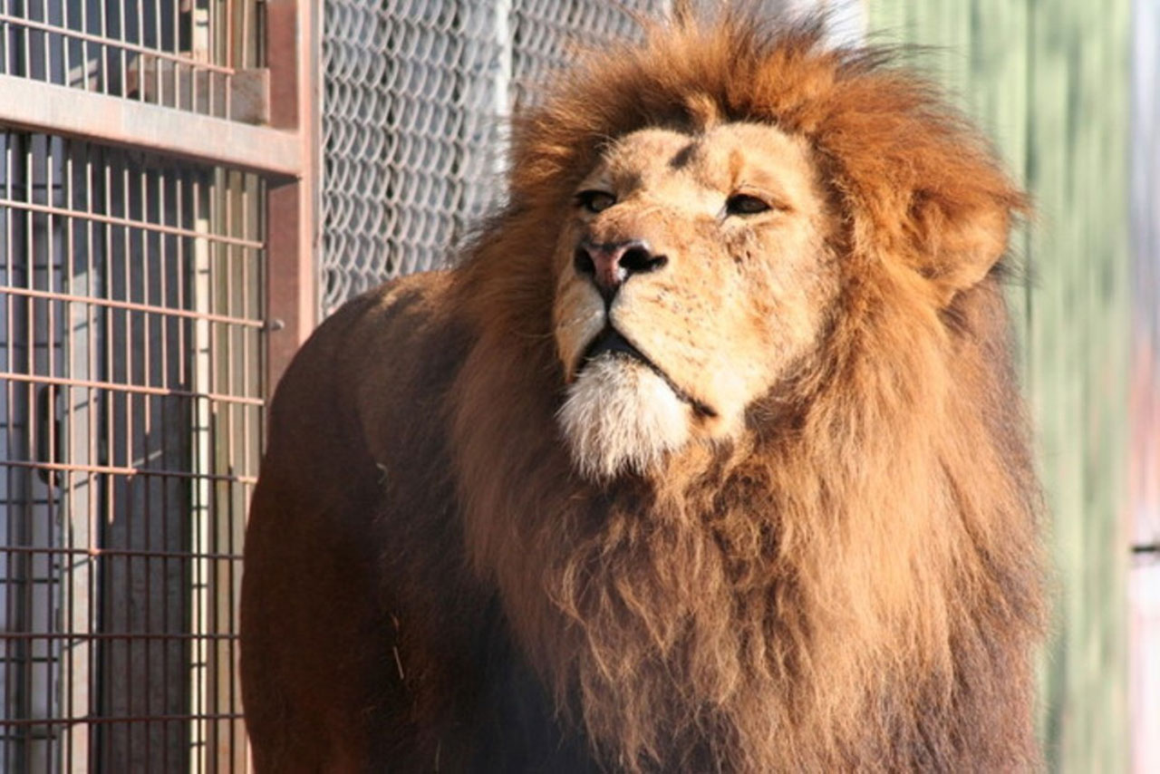 caged lion zoo free photo