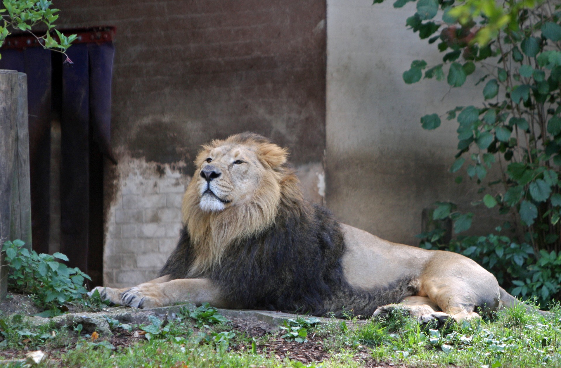 lion male proud free photo