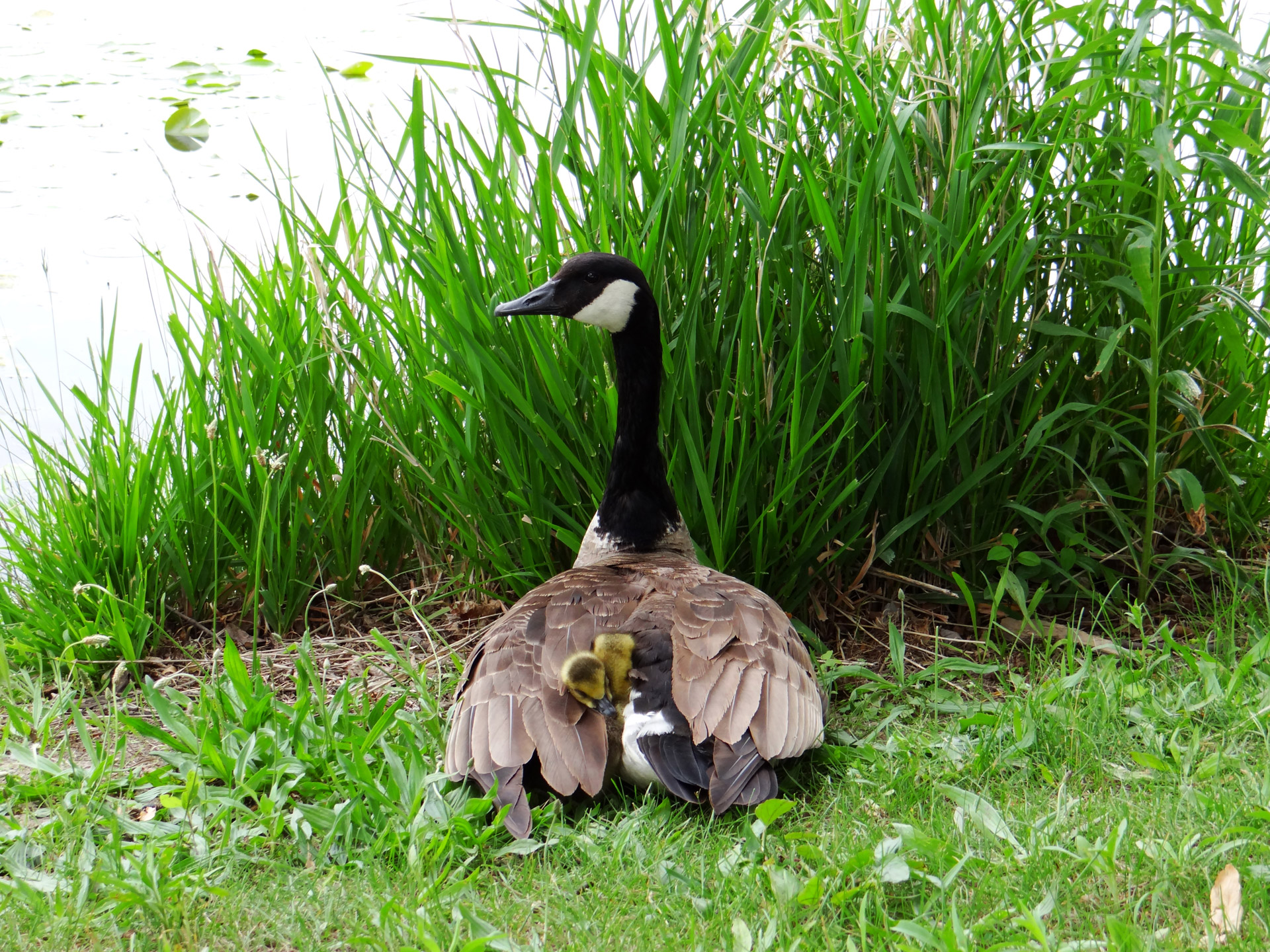 goose goslings mommy free photo