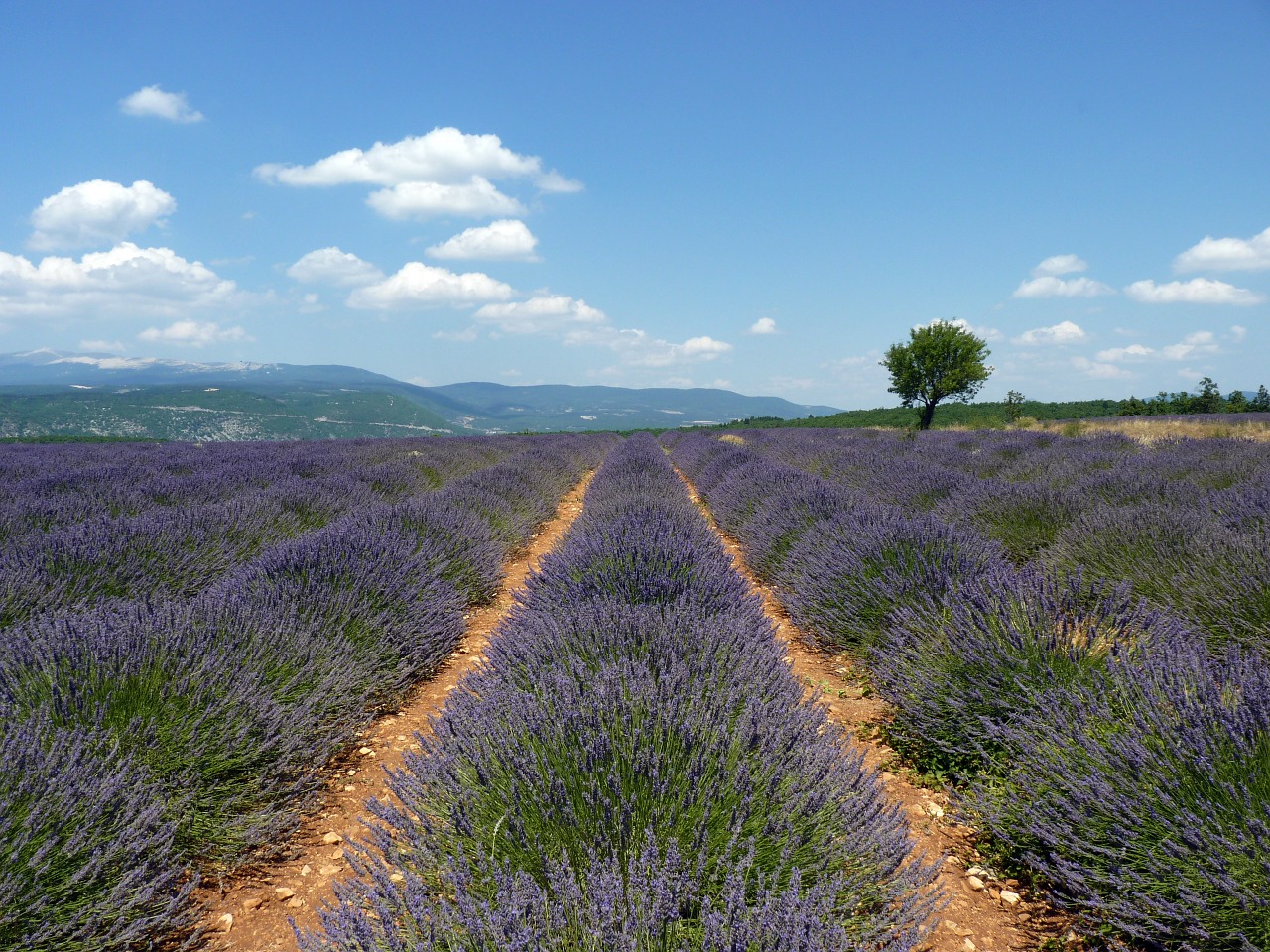 provence lavender clouds free photo