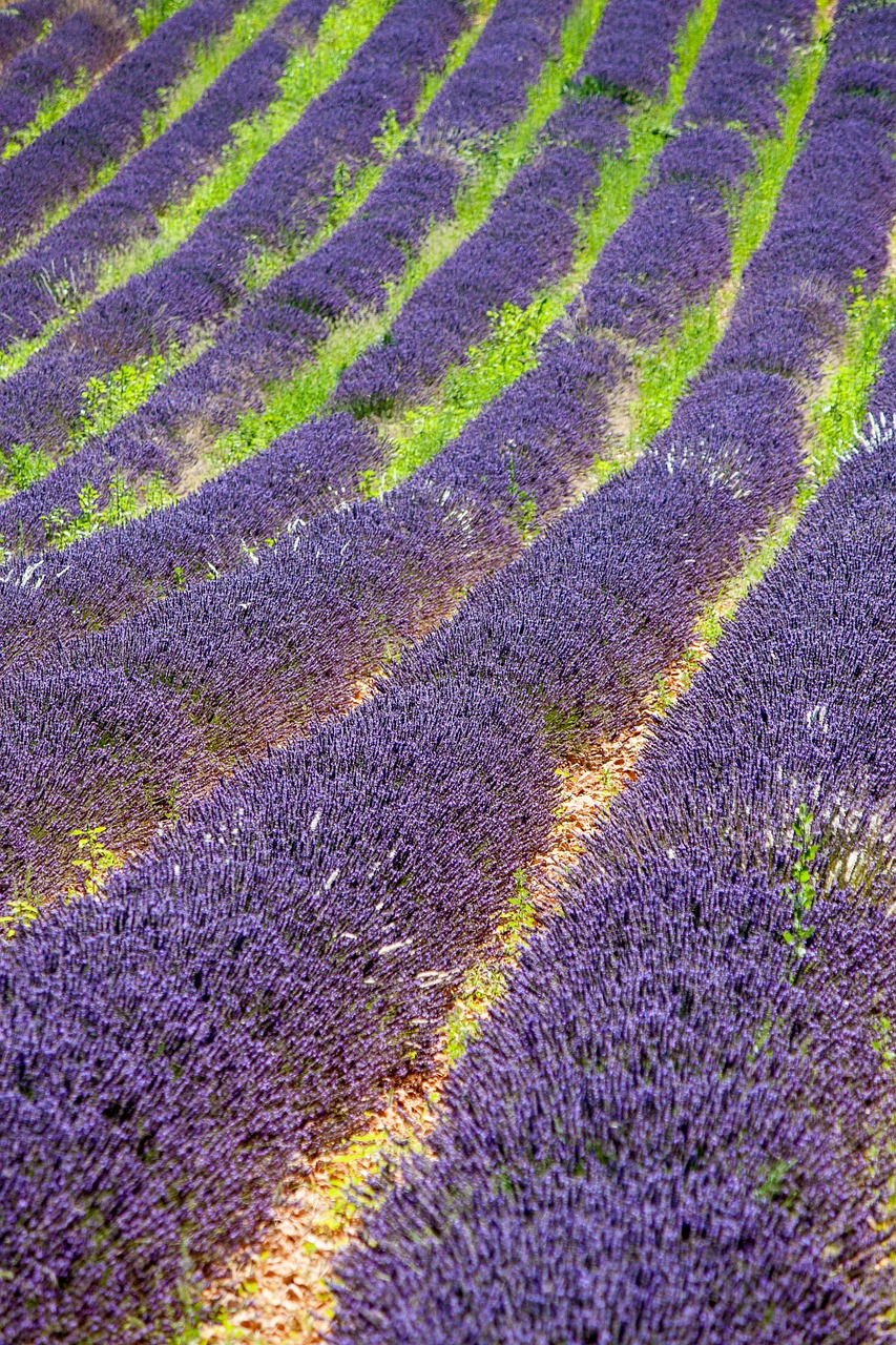 provence lavender violet free photo