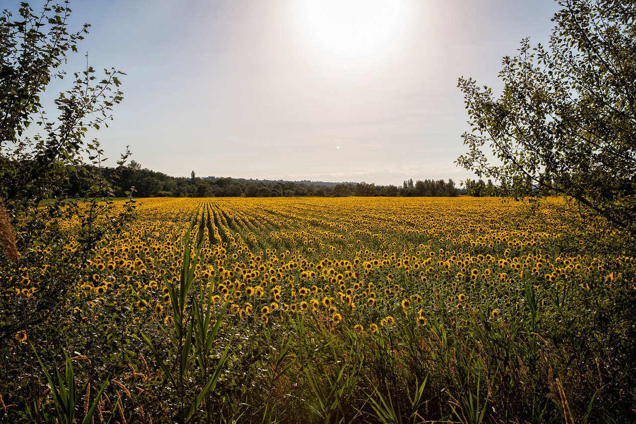 provence light flower free photo