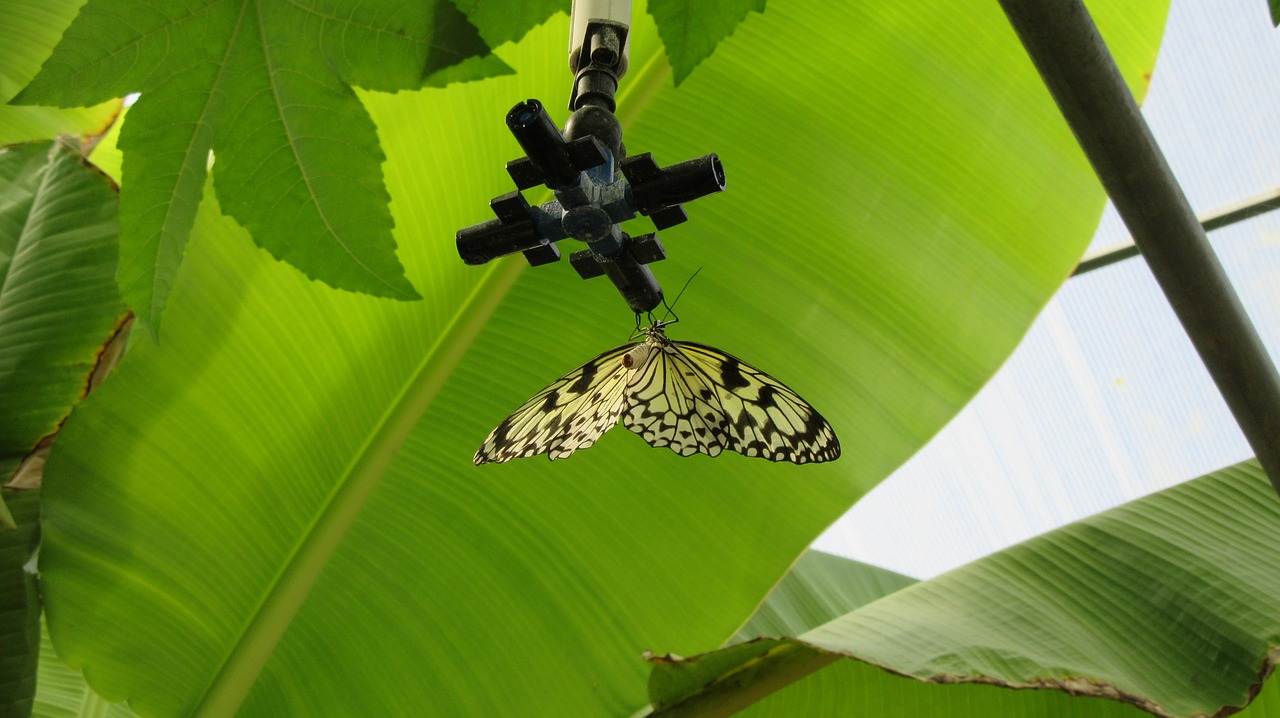 provence velleron butterfly free photo