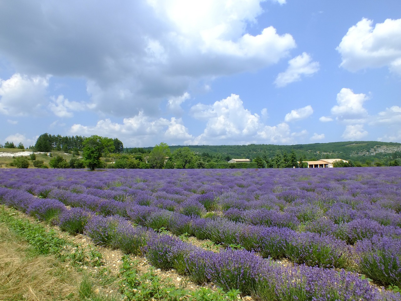provence france lavender free photo