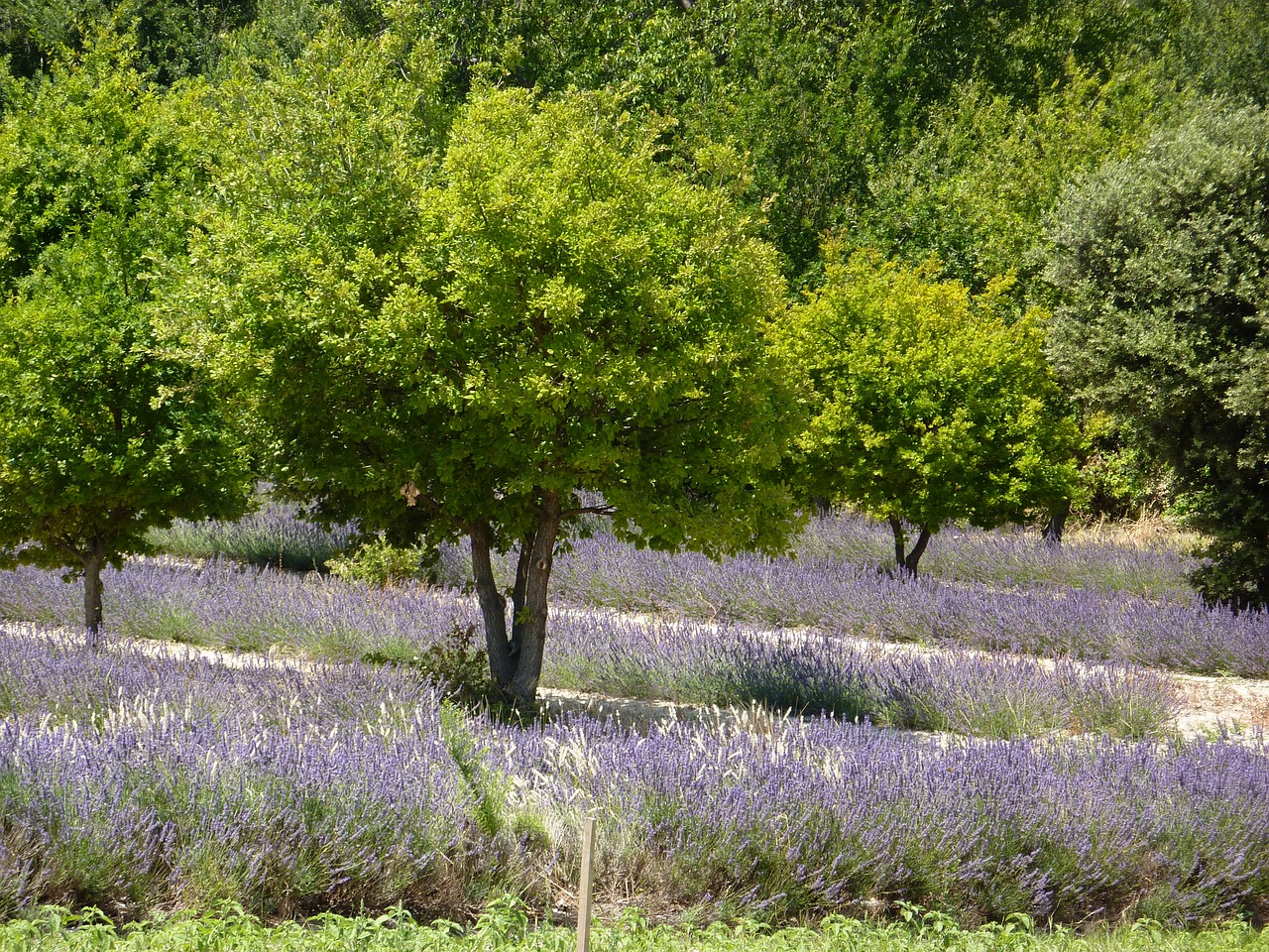 provence flowers nature free photo