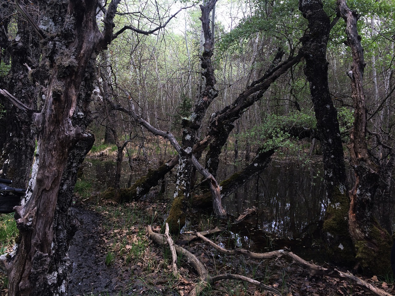 provence swamp moor free photo