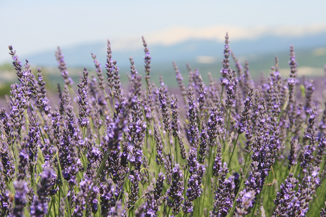 provence lavender field summer free photo