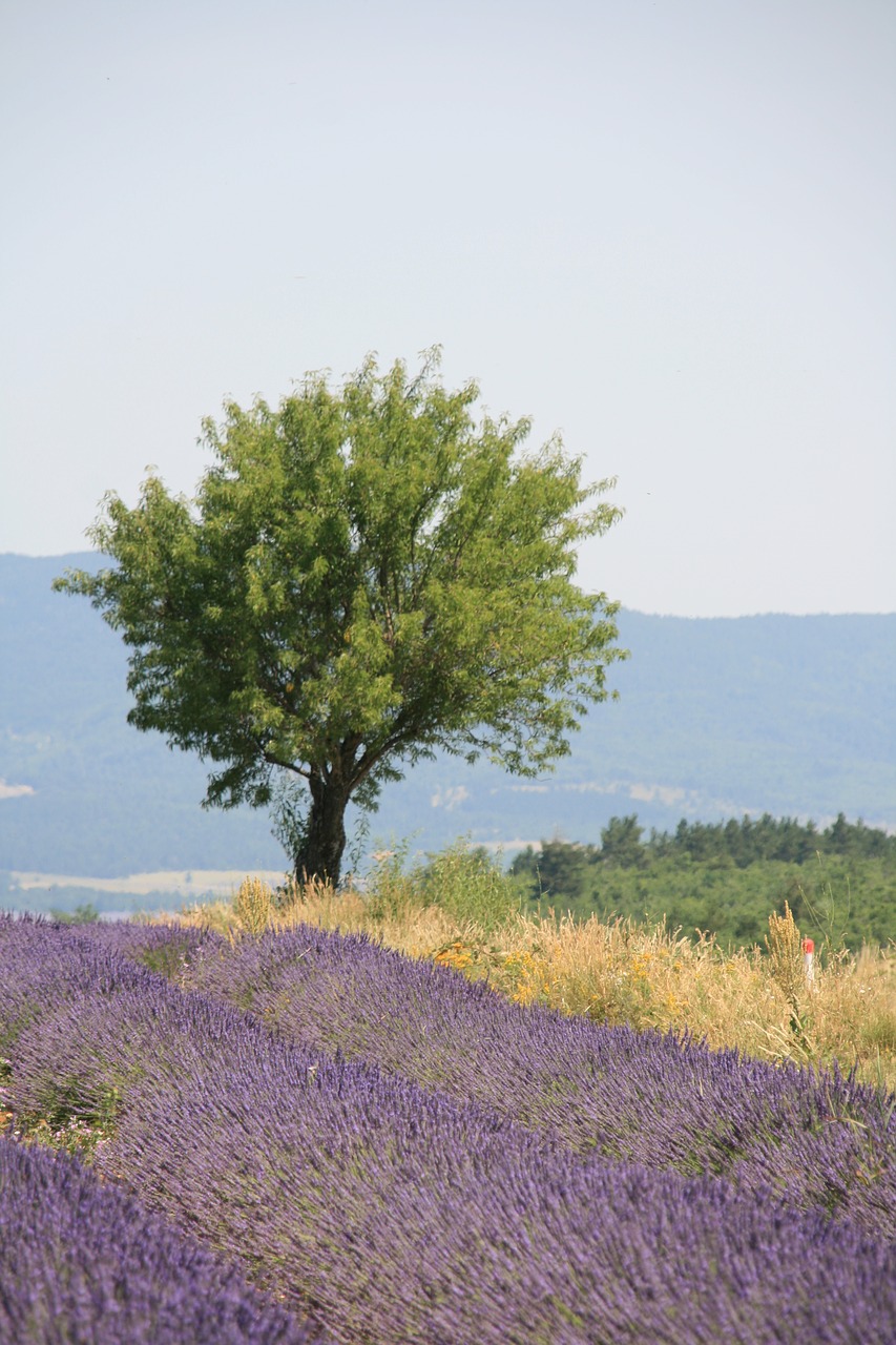 provence summer lavender blossom free photo