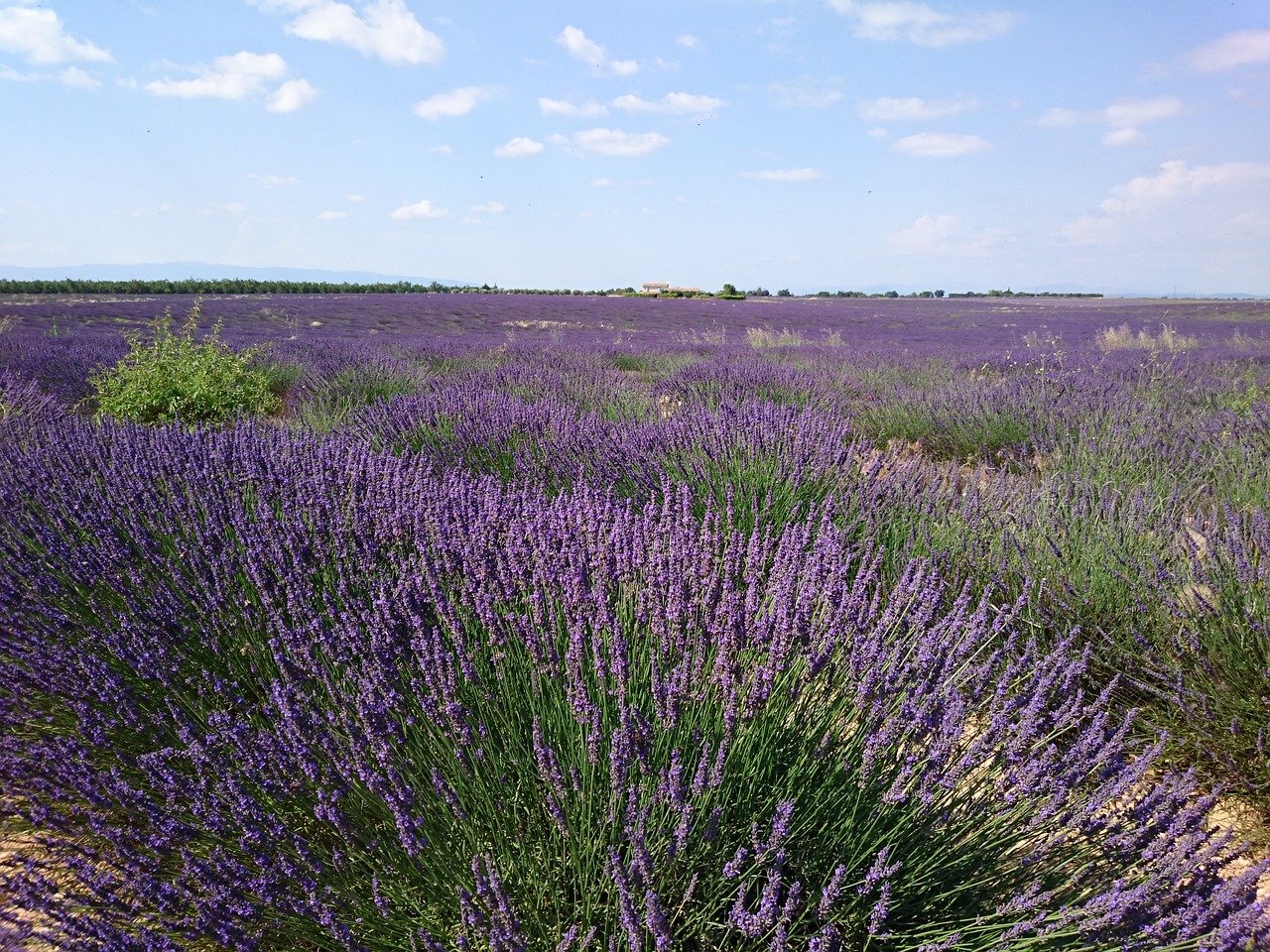provence  lavender  vacations free photo