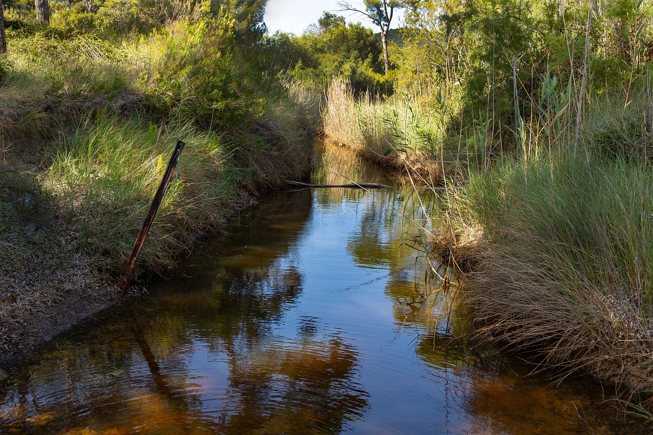 provence  river  camargue free photo