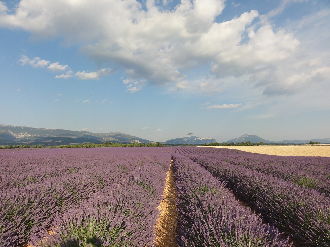 provence  lavender  summer free photo