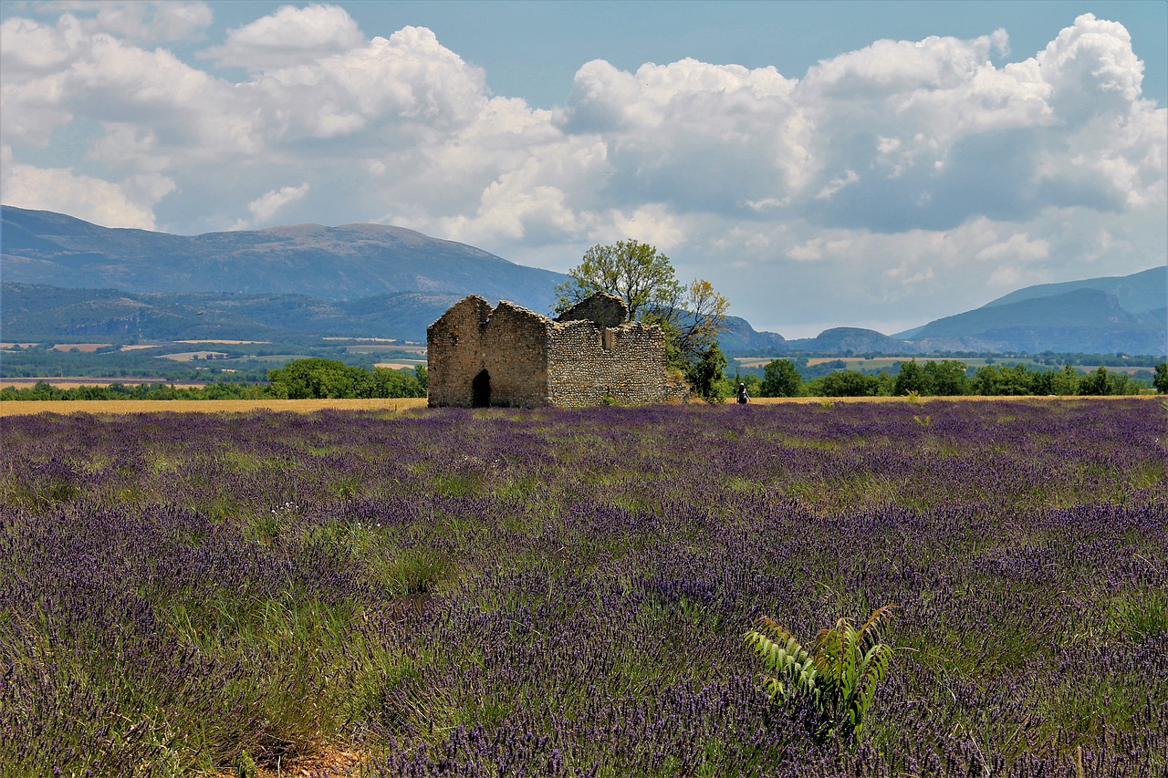 provence  lavender  lavender fields free photo
